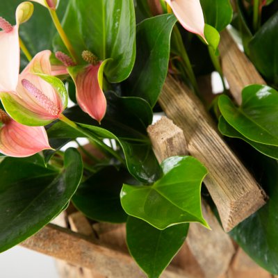 Anthurium in DIY pot