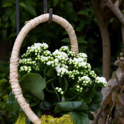 Hanging design with Kalanchoë