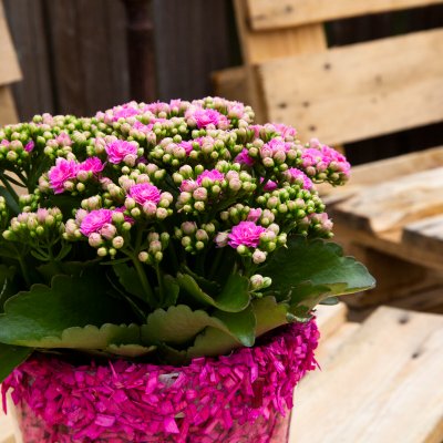 Pink Garden Kalanchoe with flair