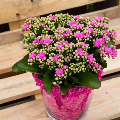 Pink Garden Kalanchoe with flair