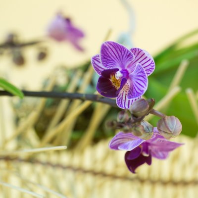 Originele orchideeen
