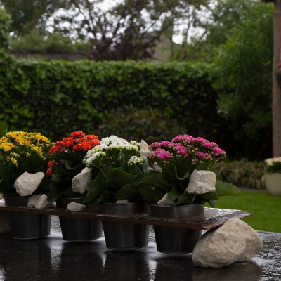 Garden table decoration with Kalanchoë