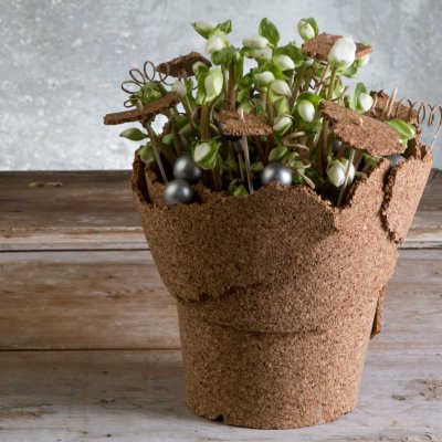 Sprouting Hellebore design