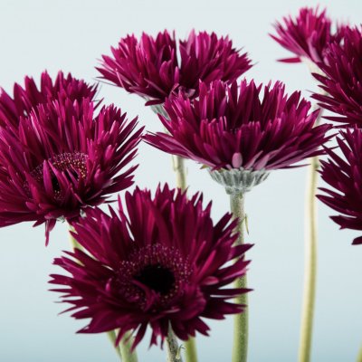 Elegant and contrasting mini Gerbera design