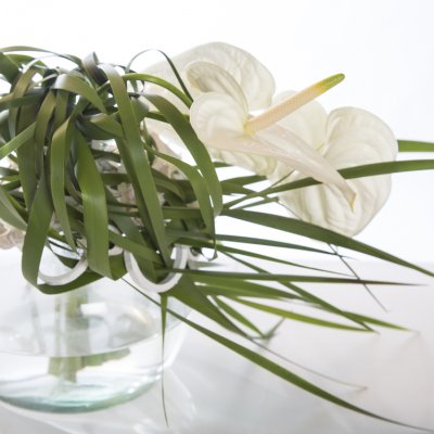 Cut Anthurium Christmas design