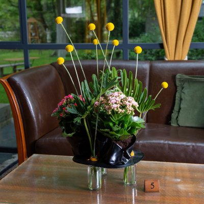 Funky Kalanchoë arrangement