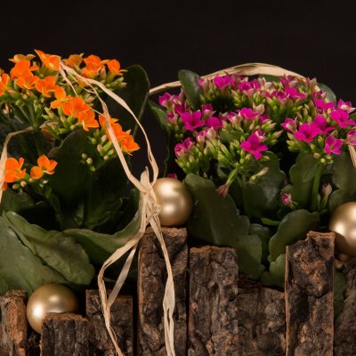 Christmas with Kalanchoë