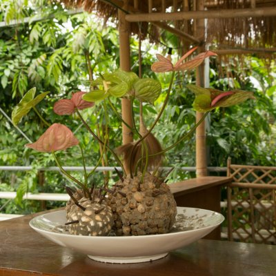 Artistic Anthurium summer design