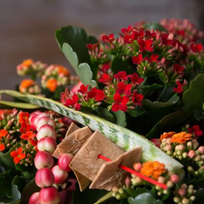 Kalanchoe table decoration