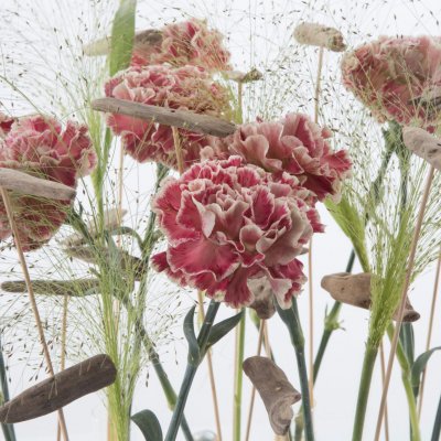 Reflections of Dianthus design