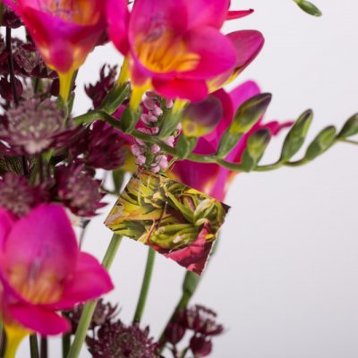 Floraal Tijdschrift Freesia ontwerp