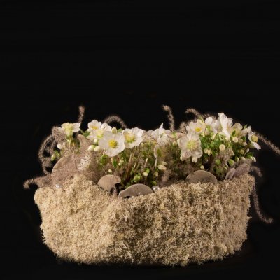 Verboom Beauty Hellebores winter arrangement