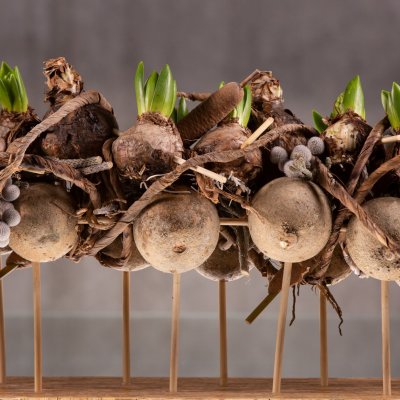 Kerstgevoel met Hyacinthus en Amaryllis 