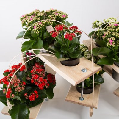 A technical Kalanchoë design