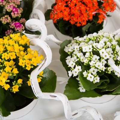 Kalanchoe schilderij