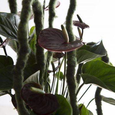 Anthurium retro style