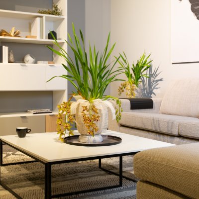 Cascade Cymbidium Argiro in a Urban Modern style