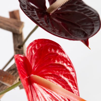 cut Anthuriums in wooden frame