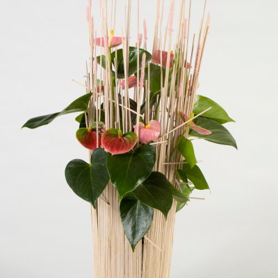 Roze Anthurium arrangement