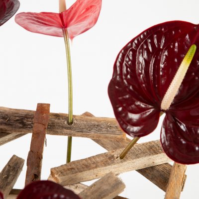 Snij-Anthuriums in houten frame