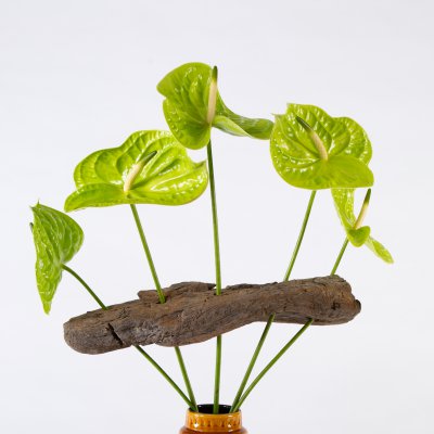 Anthurium frameboeket 