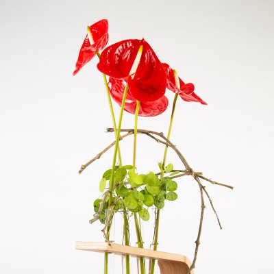 Cool Anthurium design