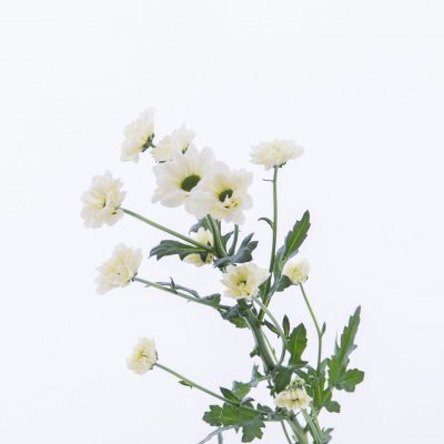 Snel en origineel Chrysanten boeket