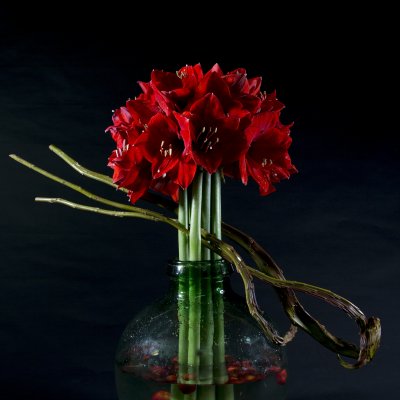 Winter Amaryllis 