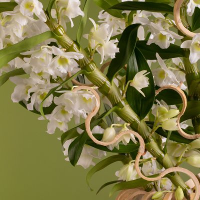 Serene Bamboo Orchid arrangement