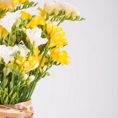 Een oase van Freesia geur