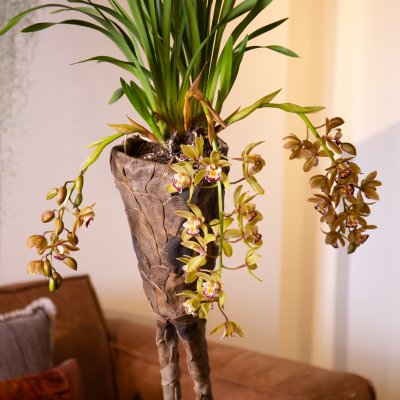 Cool Cascade Cymbidium Argiro arrangement