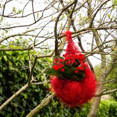Garden Kalanchoë in hanging nest