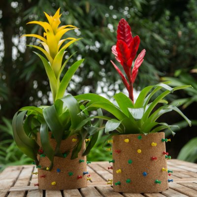 Speelse Bromelia cadeau ideeën