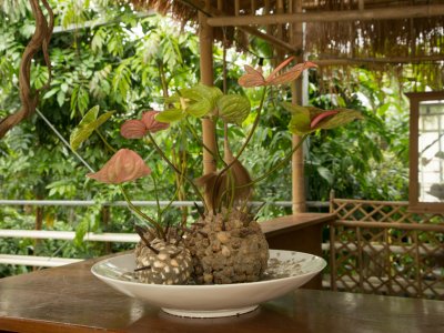 Artistic Anthurium summer design