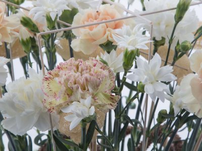 Dianthus centrepiece