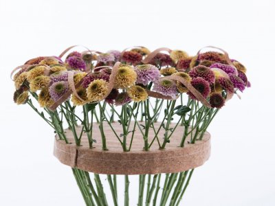 Kleurrijk Chrysant 'Doria' boeket