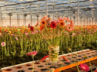Surprising and joyful Gerbera bouquet