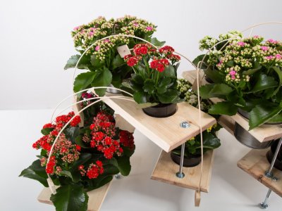 A technical Kalanchoë design