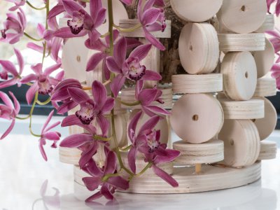 Cascade Cymbidium Anisa and wood