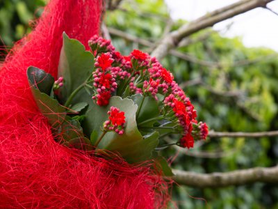 Garden Kalanchoë in hanging nest