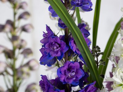 Zomerse Delphinium design