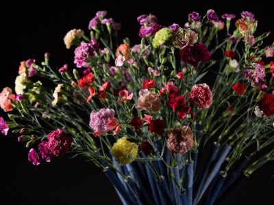 Dianthus hand-tied bouquet 2.0 