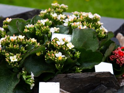 Garden with Kalanchoë