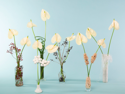 Feestelijk gedecoreerde snij-Anthuriums