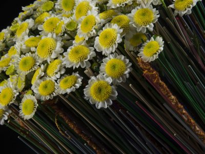 Kleurrijk contrast met Sun Up