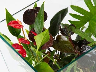 Anthurium terrarium