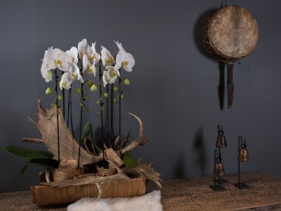 Orchideeën en geweien