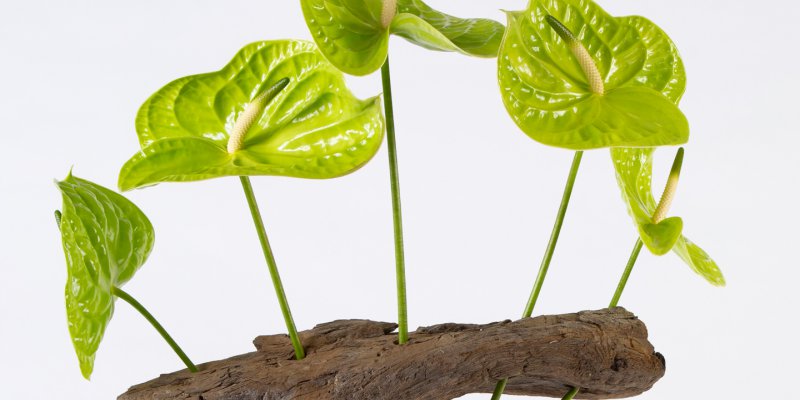 Anthurium frame bouquet 