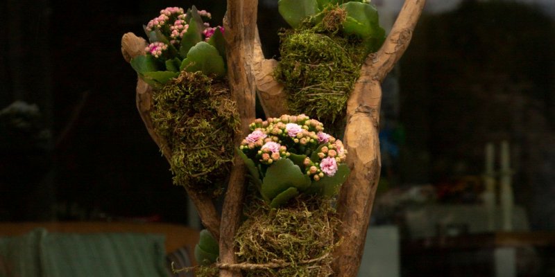 Kalanchoë kokedama