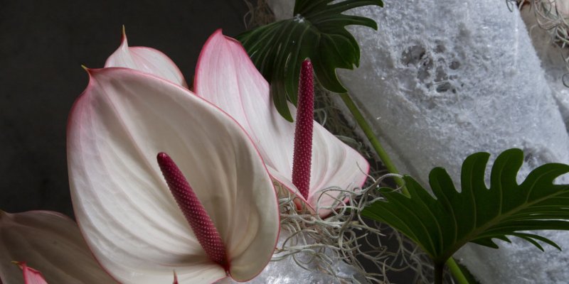 Icy Christmas object by Frédéric Dupré